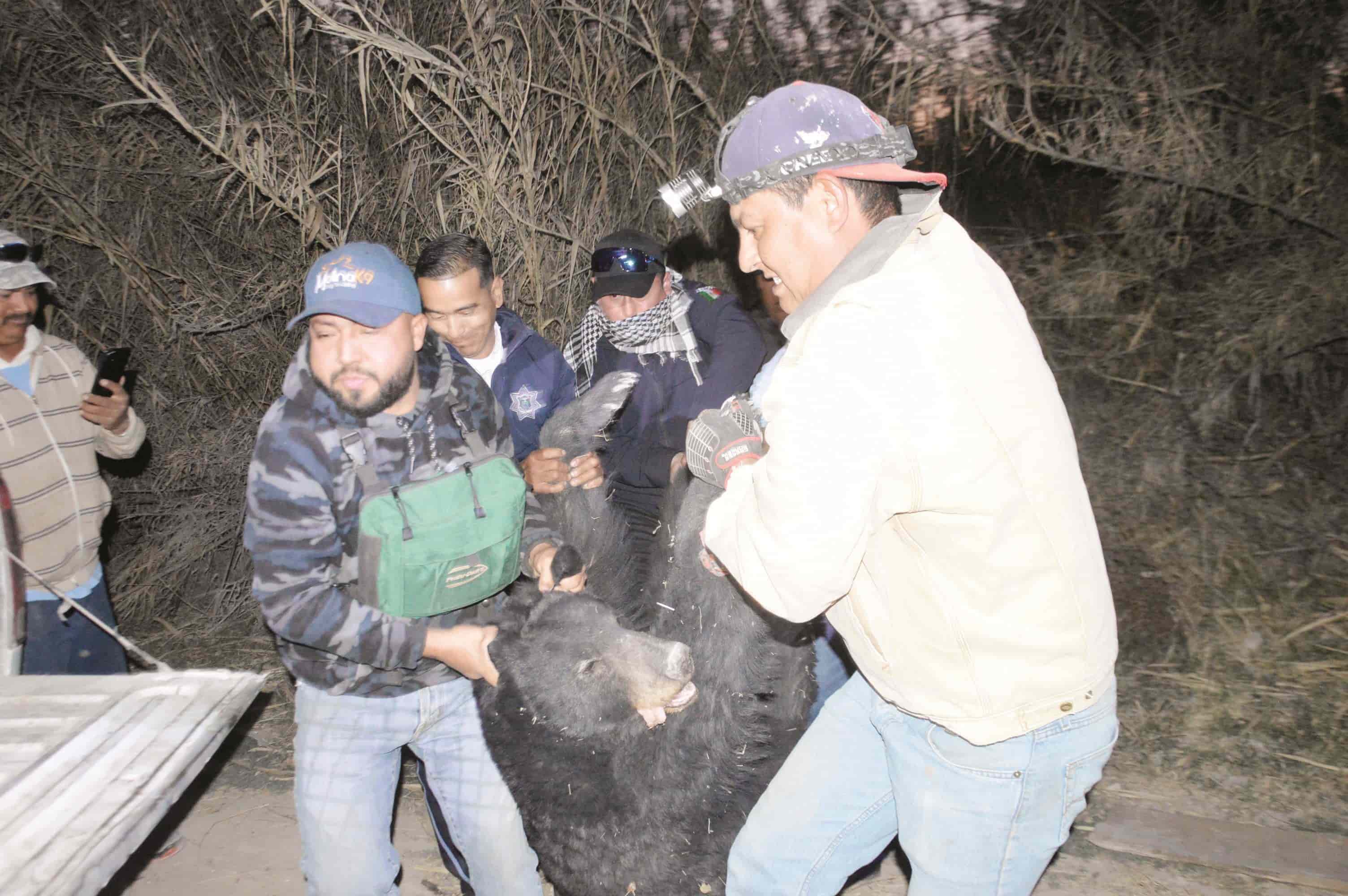 Atrapan oso en Estancias
