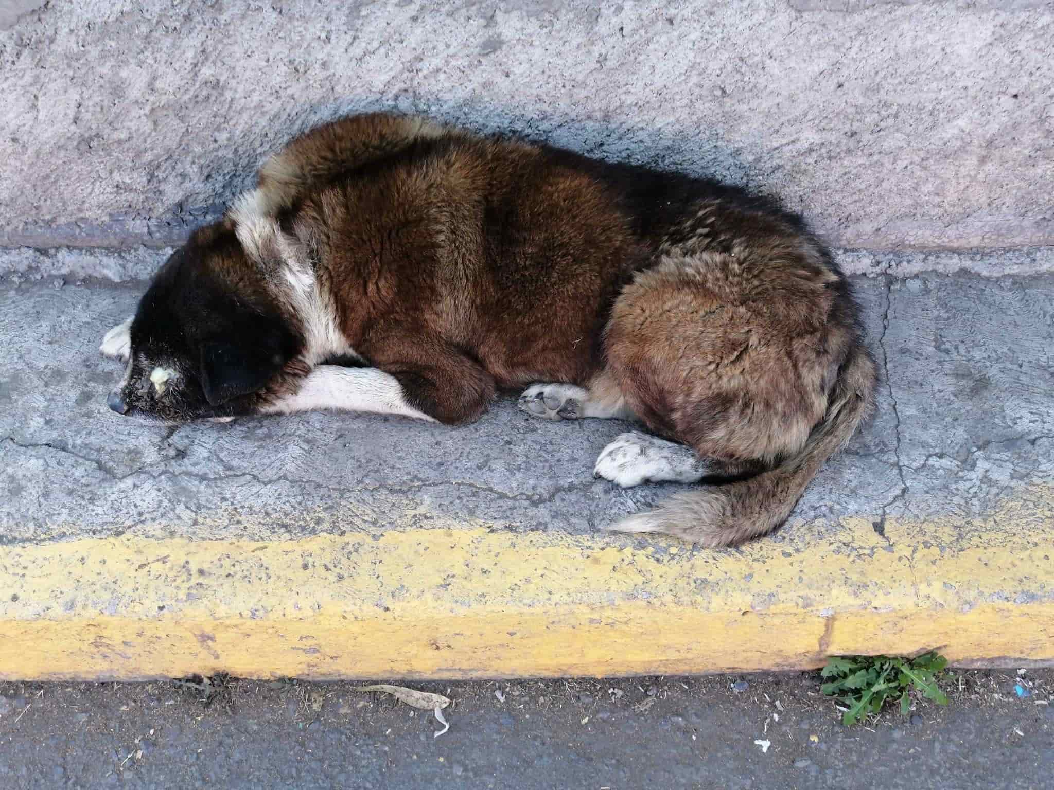 Censan mascotas