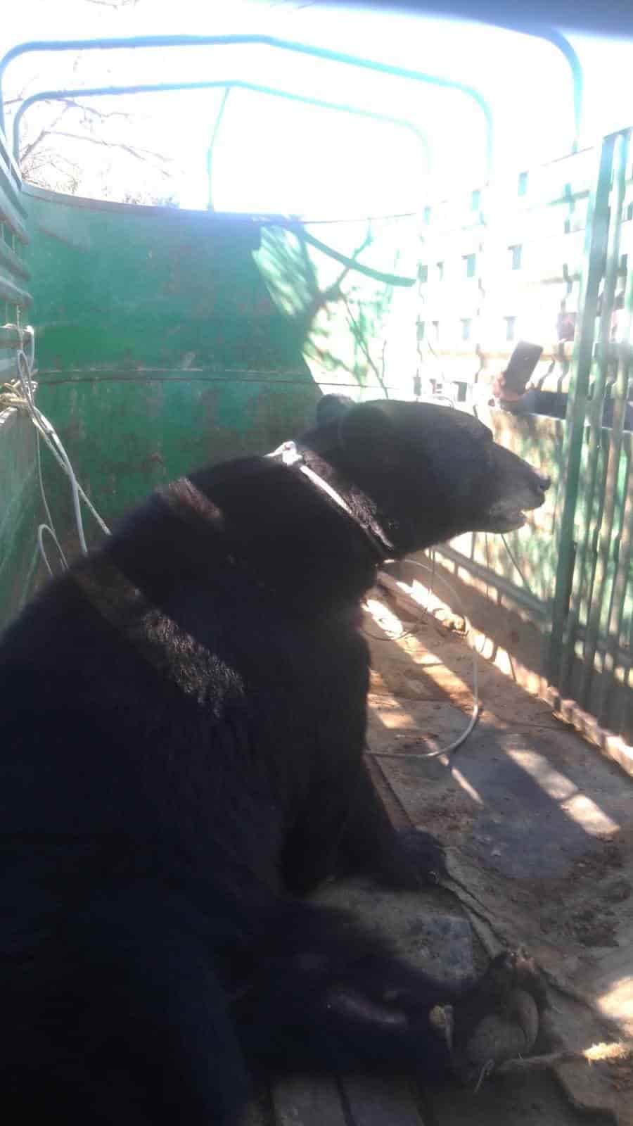 Se enreda oso entre alambres en Pozuelos de Arriba