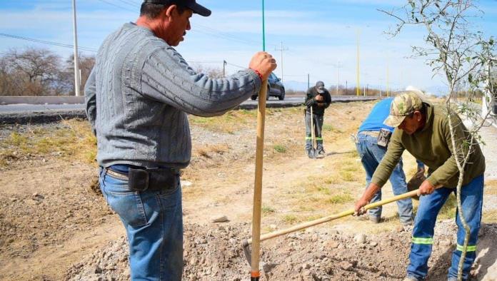Reforesta alcalde San Buenaventura