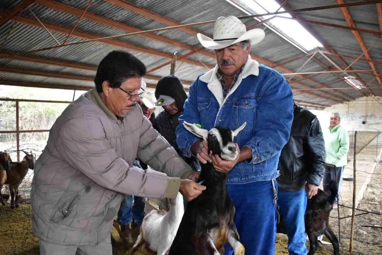 Vacuna San Buena al ganado caprino