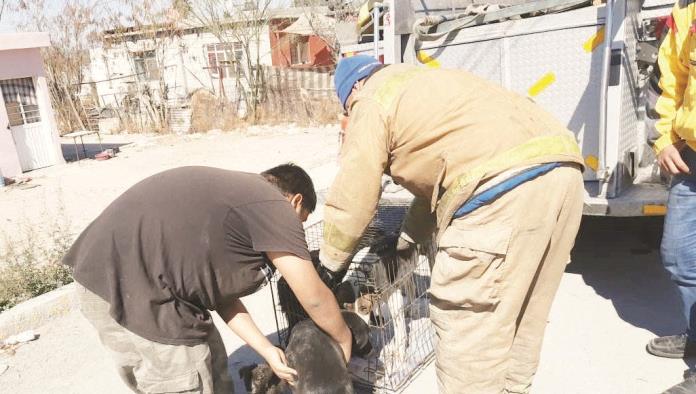 Atacan perros a niña de 10 años