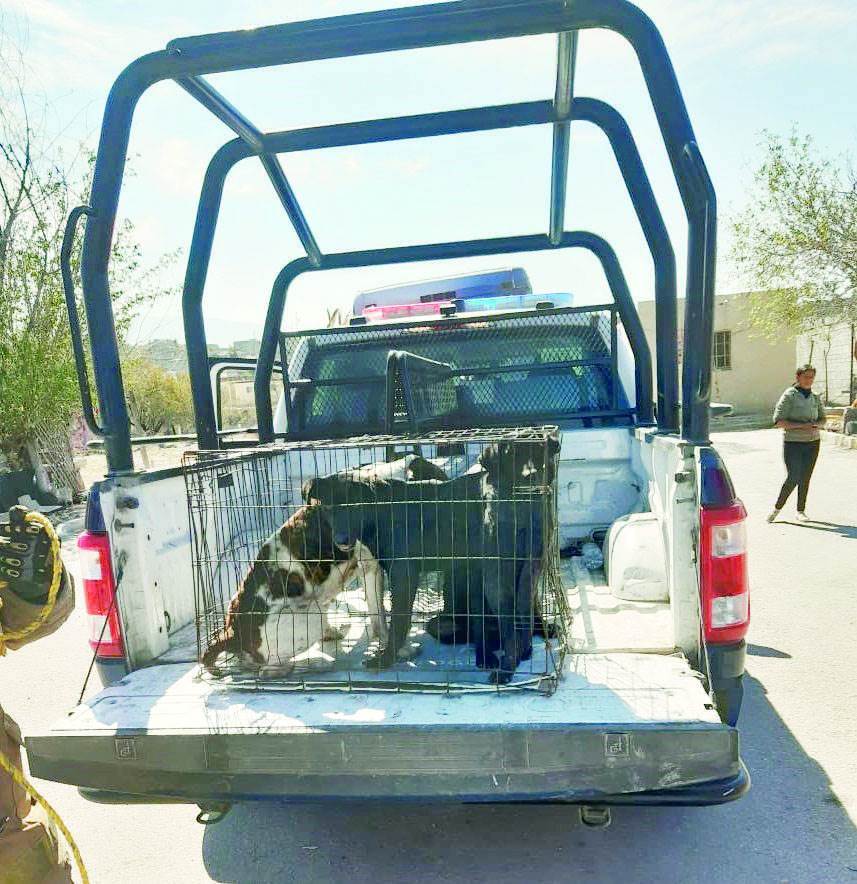 Atacan perros a niña de 10 años