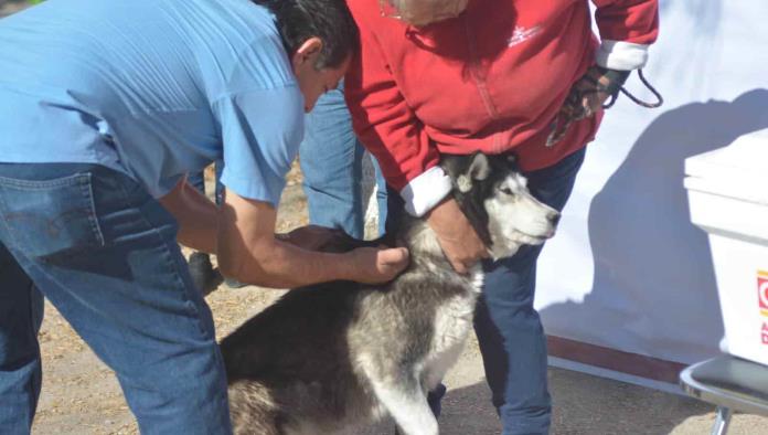 Vacunan a perros y gatos