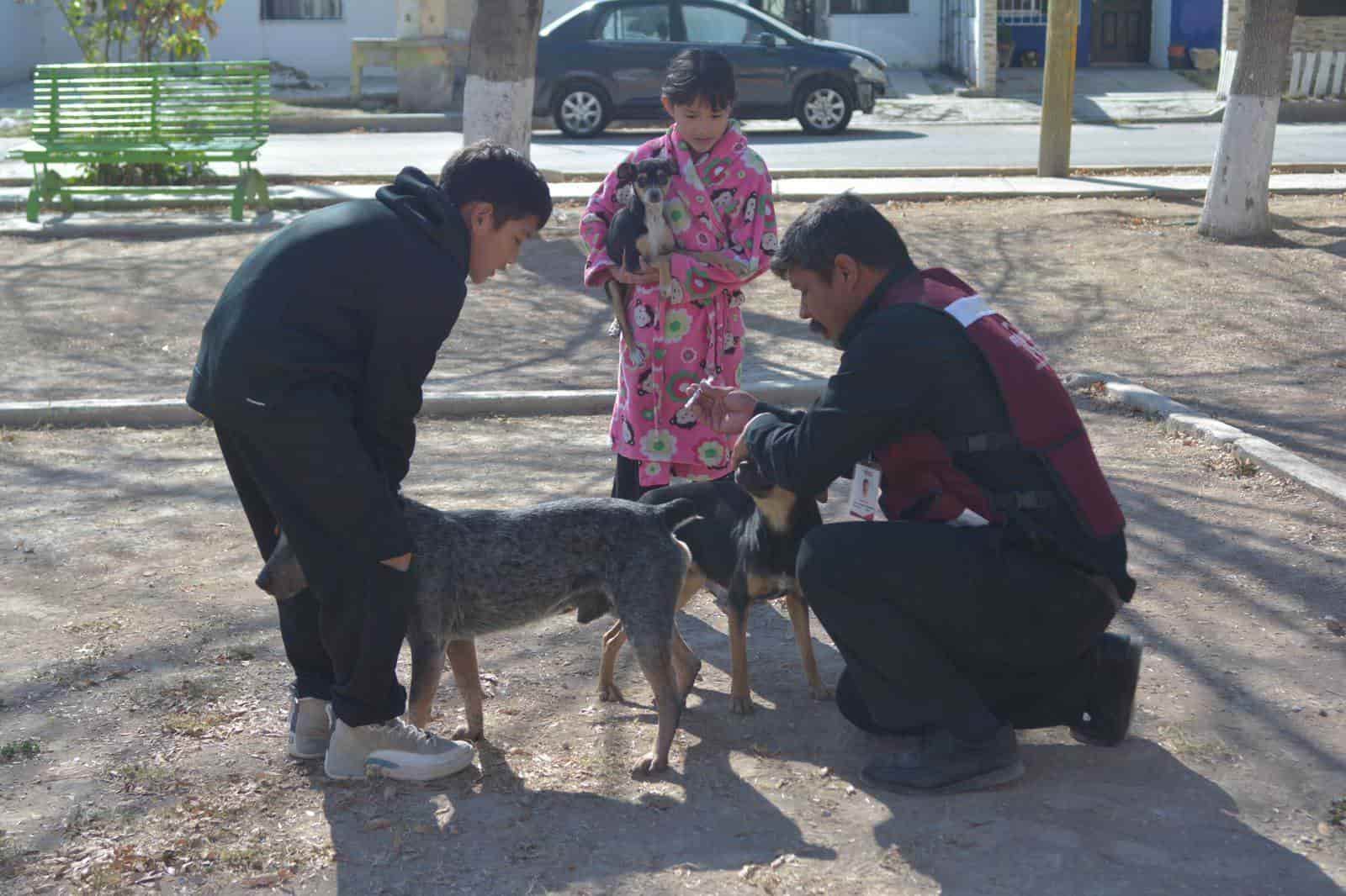 Vacunan a perros y gatos