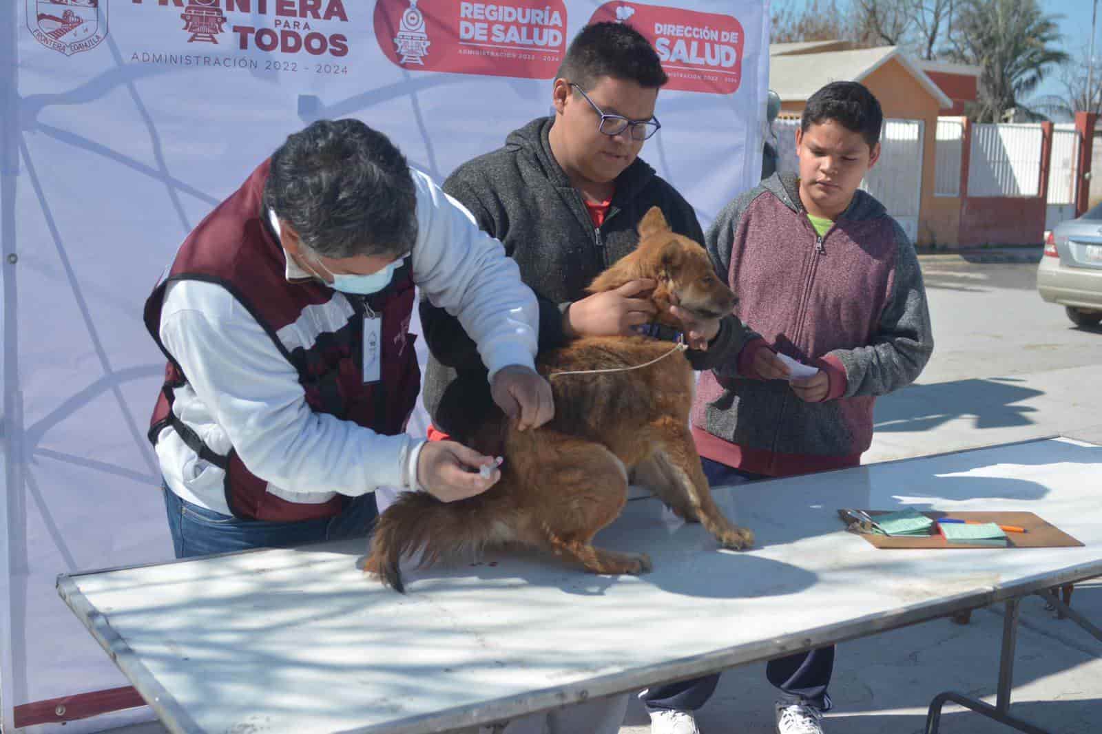 Vacunan a perros y gatos