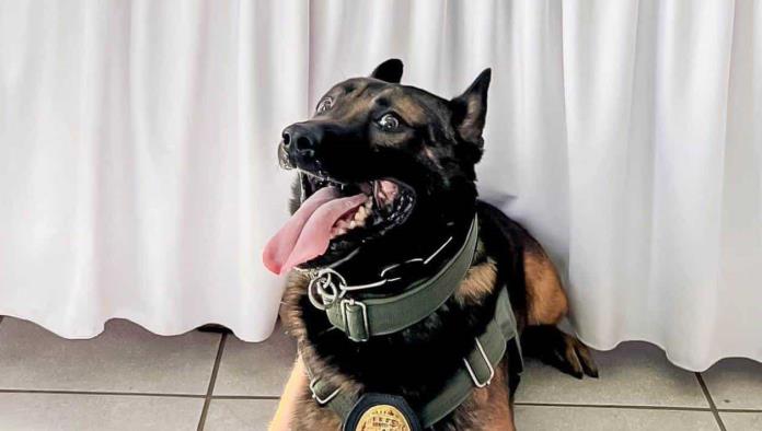 Le apuntan pata a perro policía tras ser atacado por sicarios en Ensenada