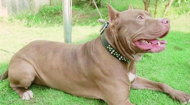 El perro fue sacrificado por inspectores de la salud.