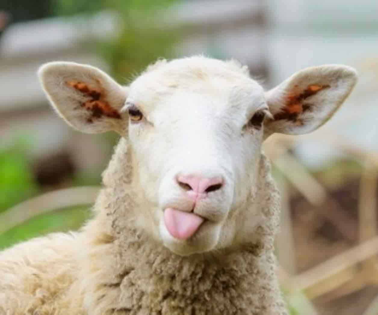 Bolivia: Criminal intenta escapar de prisión vestido de oveja