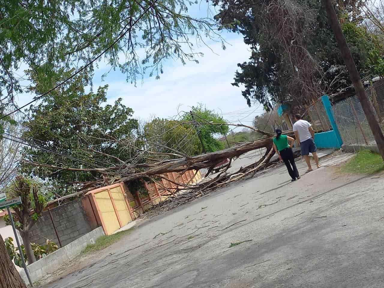 Desquician Tolvaneras en Múzquiz