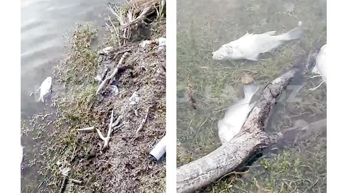 Reportan cientos de peces muertos en Río Sabinas