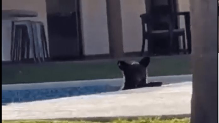 Captan a oso echándose un chapuzón en piscina de Monterrey