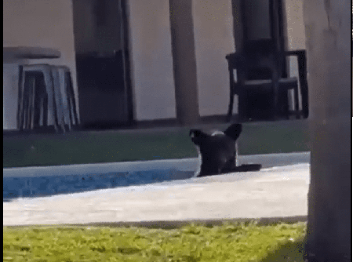 Captan a oso echándose un chapuzón en piscina de Monterrey
