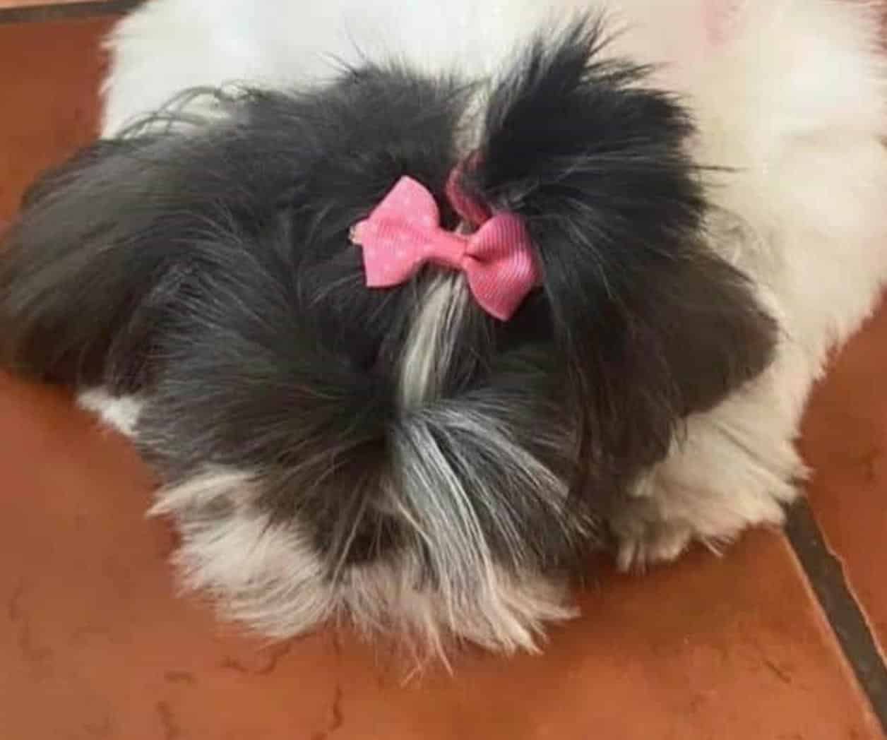 Muere perrita en estética de mascotas