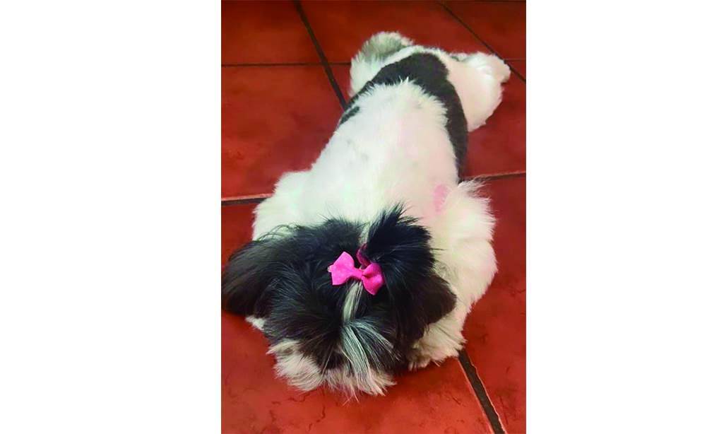 Matan a perrita en estética de mascotas.