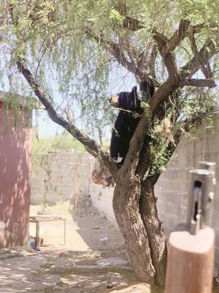 Capturan a ‘osa rielera’