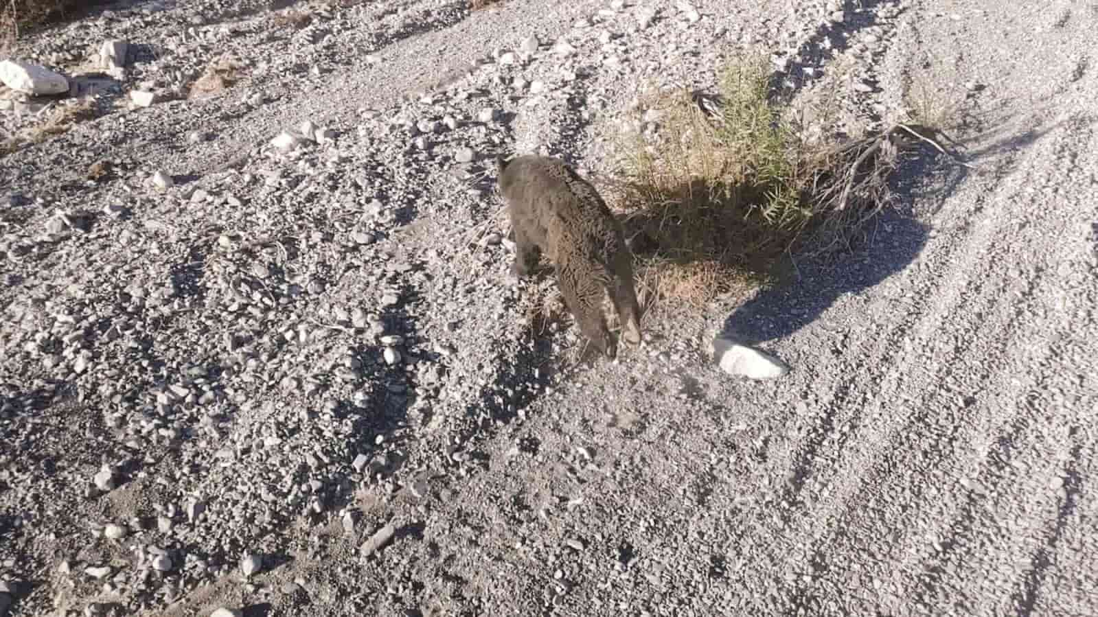 Capturan a ‘osa rielera’