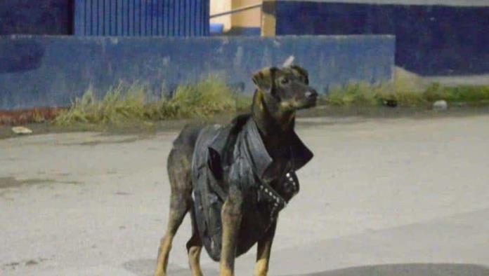 Solo en Monclova: Arrestan a perro ‘rockero’