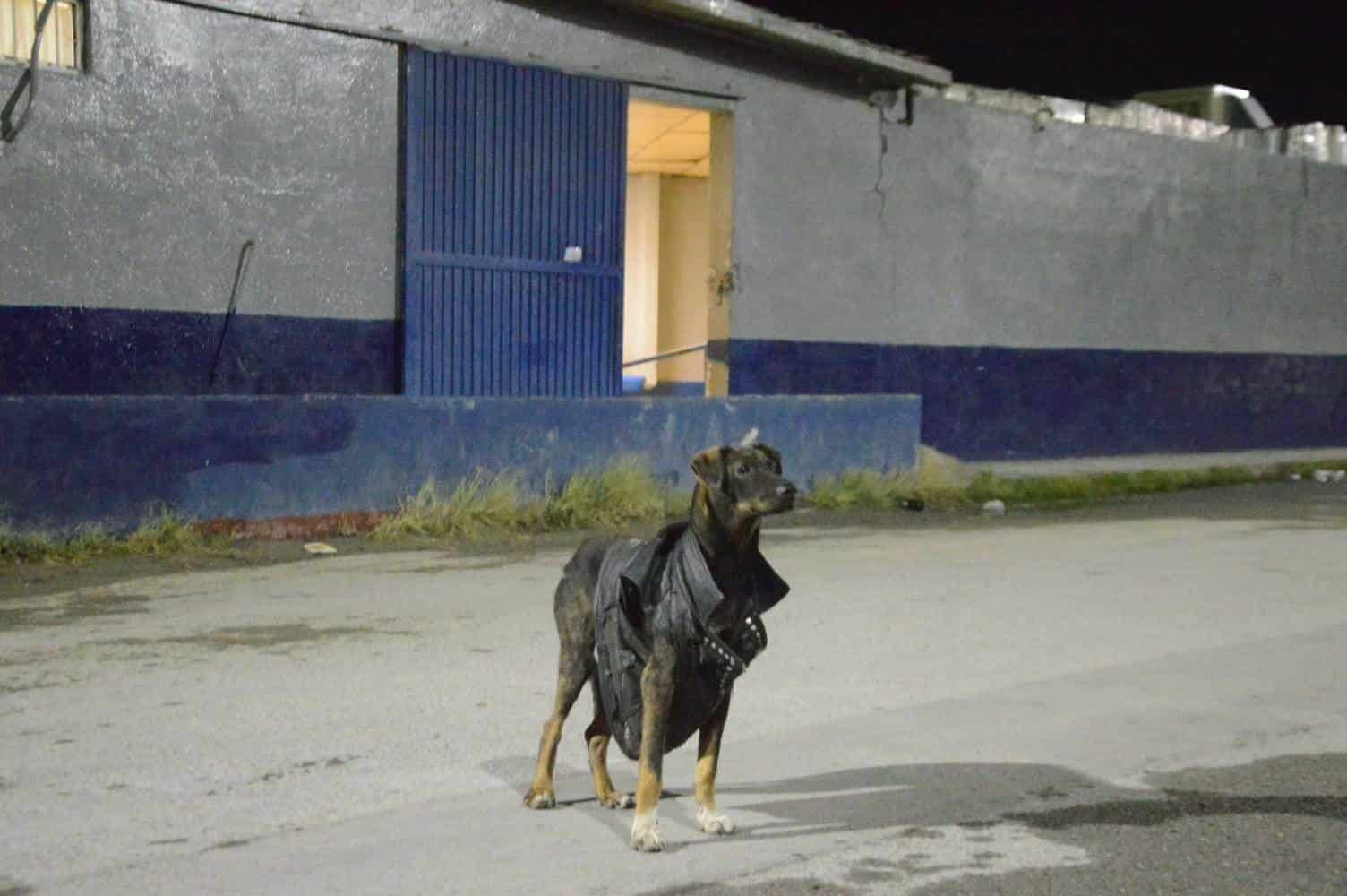 Solo en Monclova: Arrestan a perro ‘rockero’