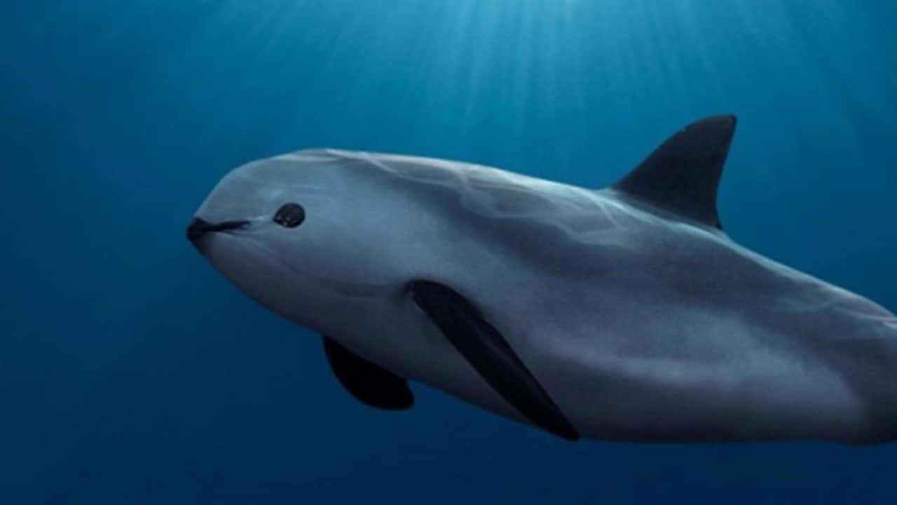 Sancionan a México por falta de protección a la vaquita marina