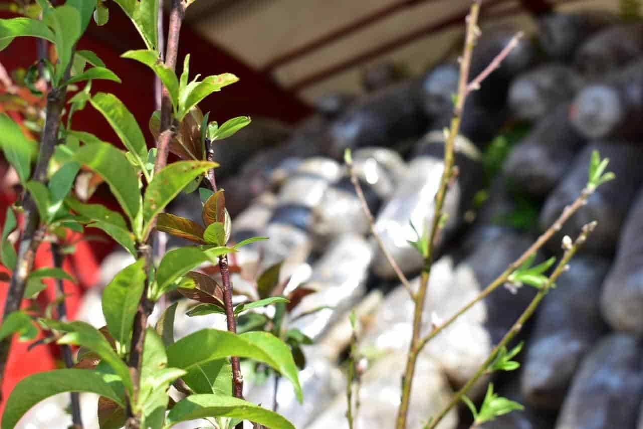Entregan nogales a los agricultores