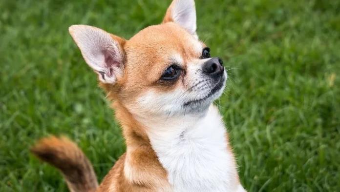 Los requisitos para que tu mascota viaje en el avión contigo