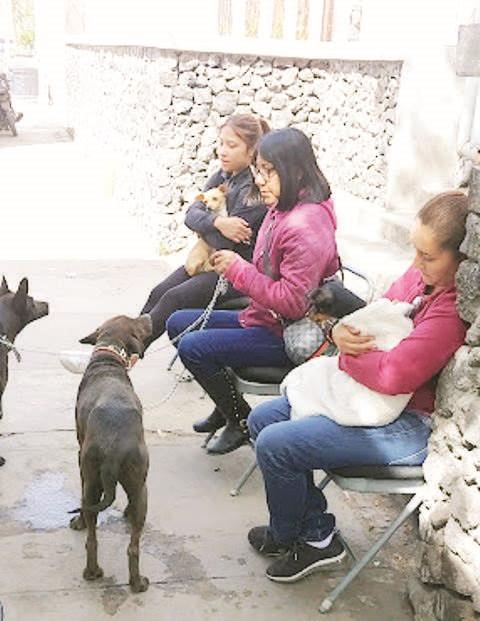 Las mascotas,son considerados de la familia