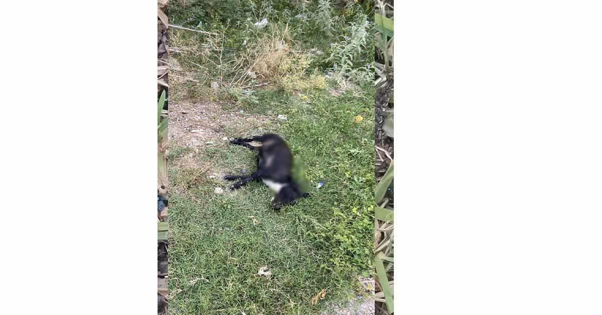 Exterminan perros en Ejido Fresnillo