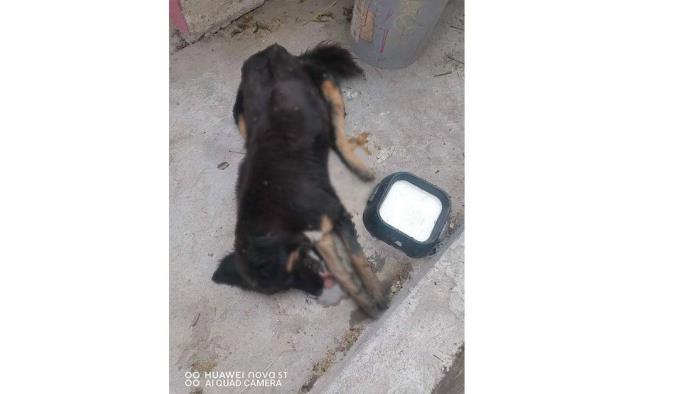 Exterminan perros en Ejido Fresnillo