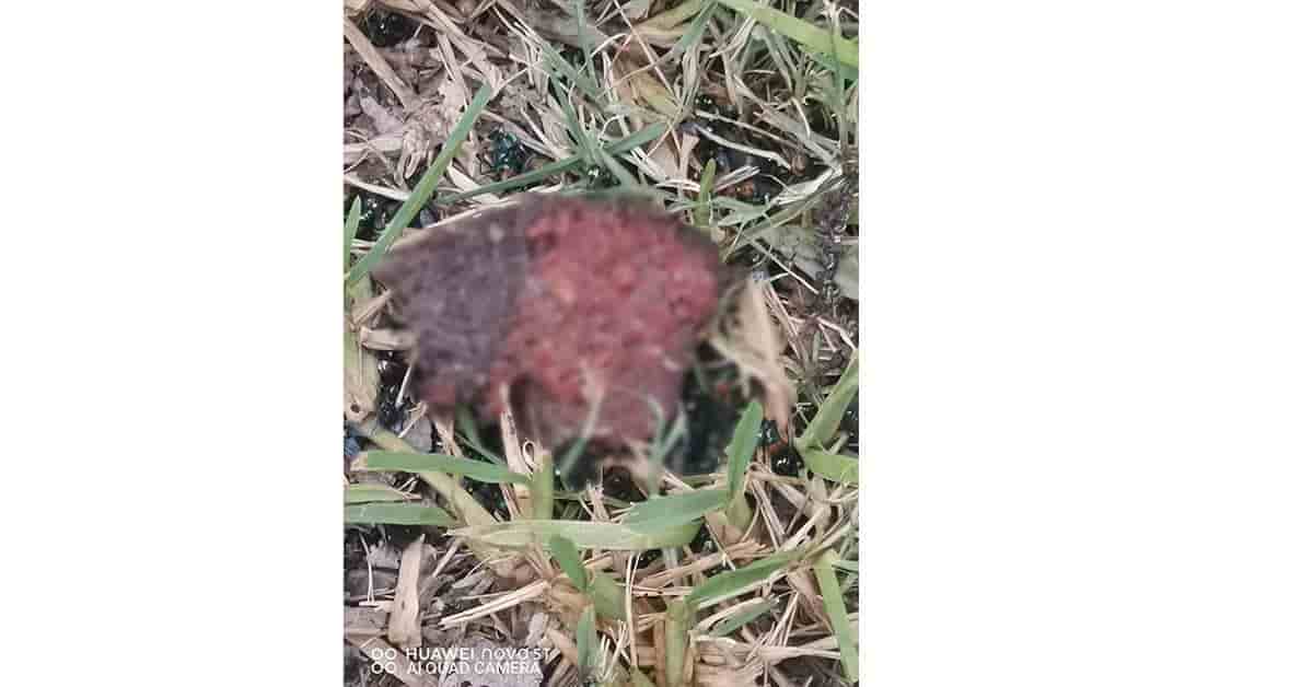 Exterminan perros en Ejido Fresnillo