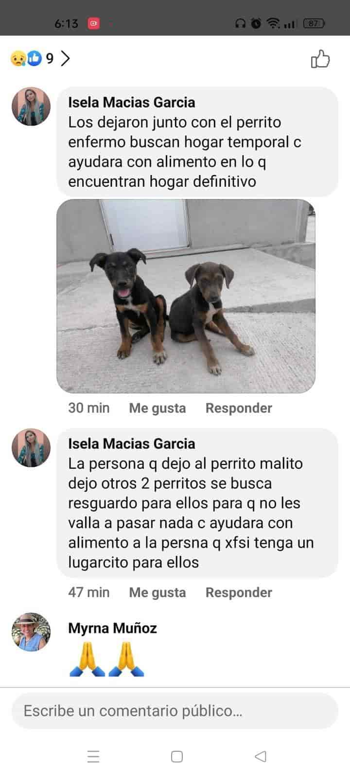 Termina protesta y se olvidan de perros
