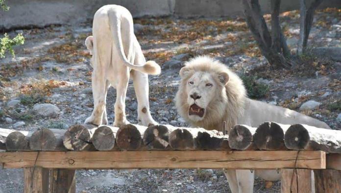 Niegan alimenten a leones con perro