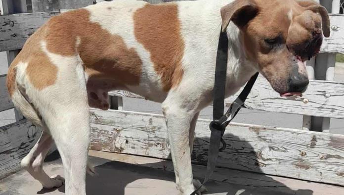 Desaparece Pinto, El perrito sin ojo