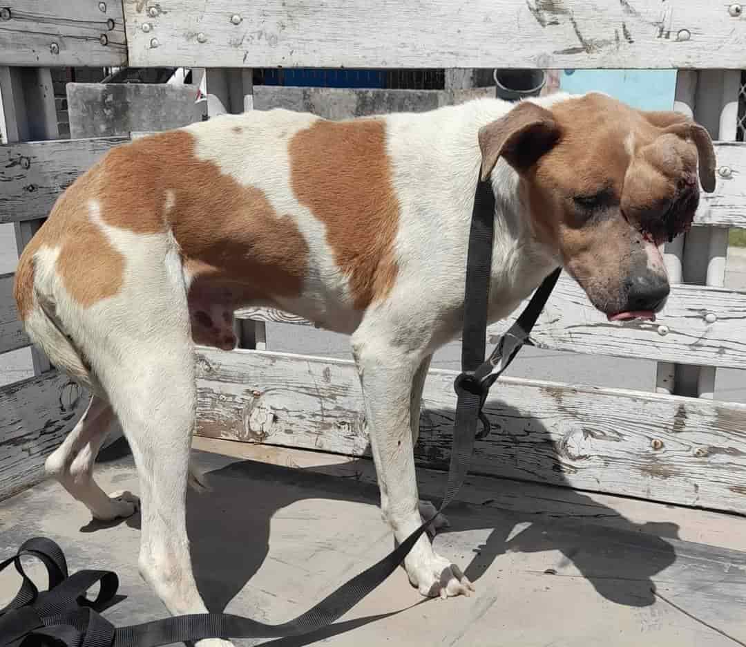 Desaparece Pinto, El perrito sin ojo