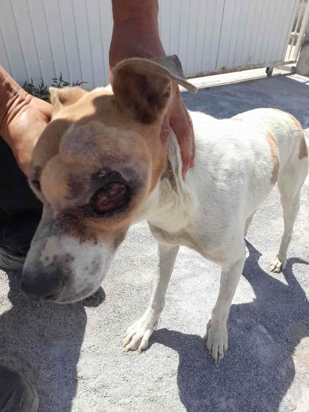 Desaparece Pinto, El perrito sin ojo