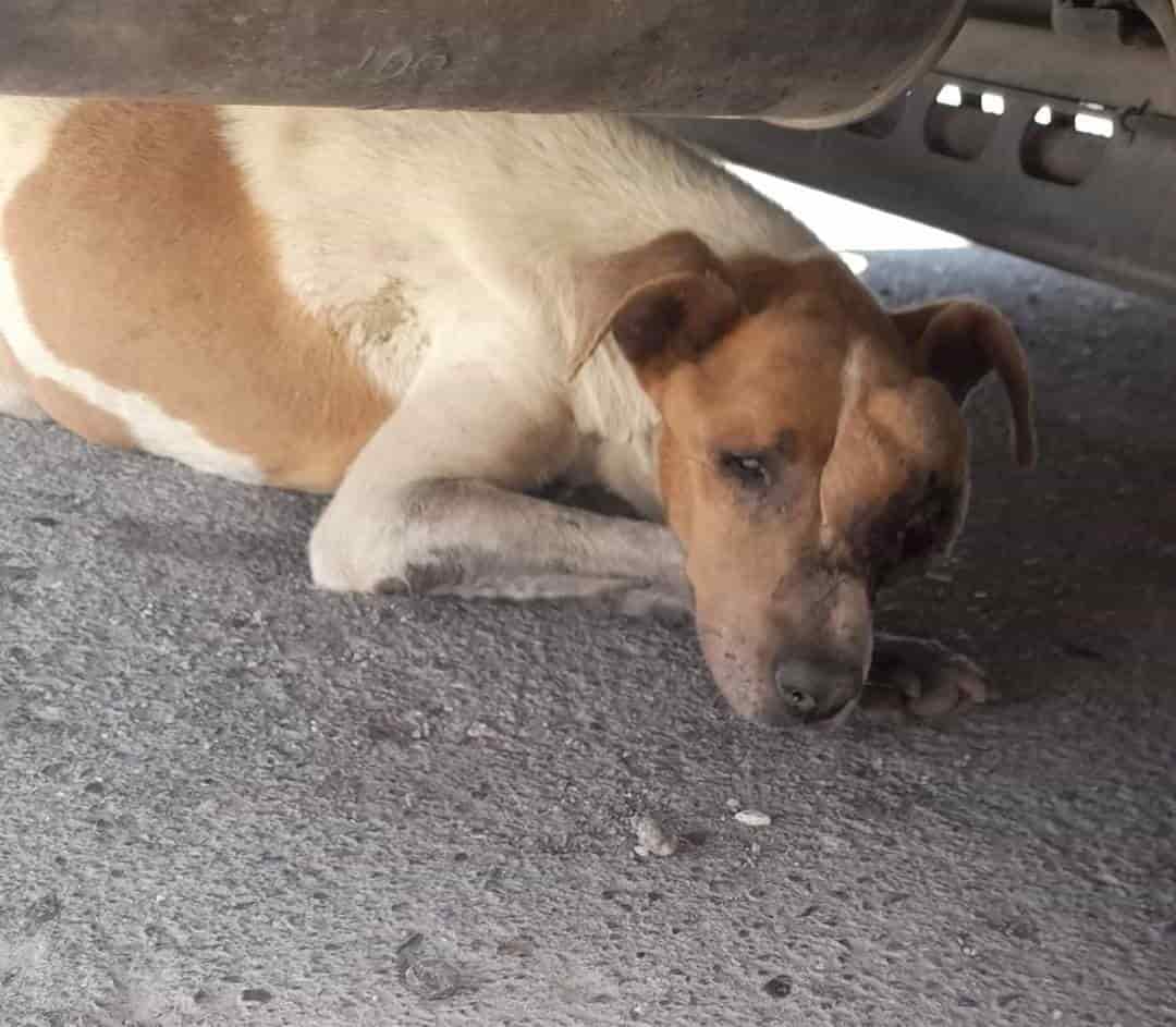 Desaparece Pinto, El perrito sin ojo