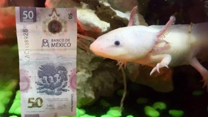 Billete de 50 pesos, el del “ajolotito”, se vende en casi 300 mil pesos por esta razón