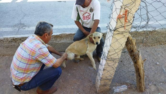 Vacunan a perros en zonas ejidales