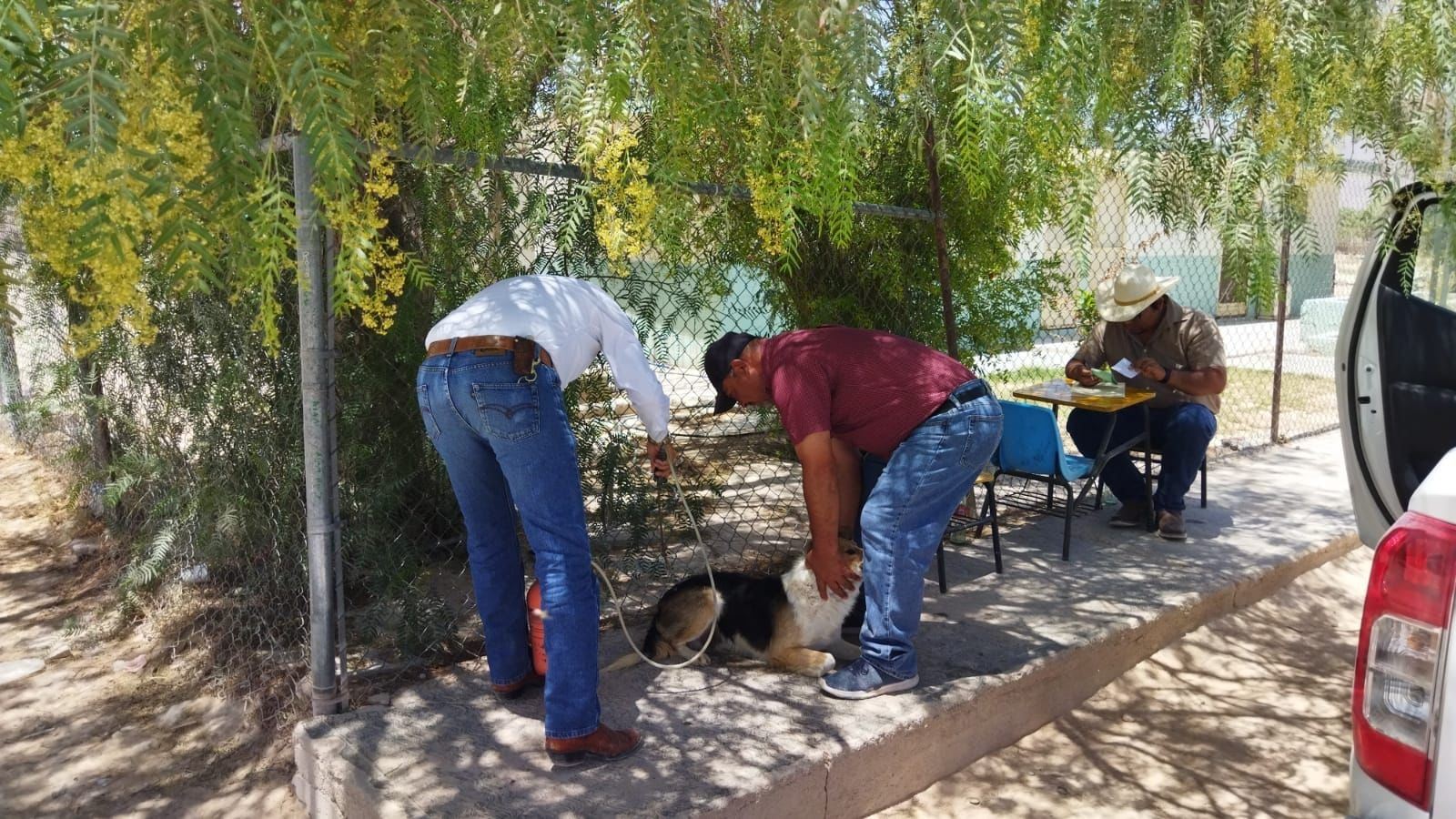 Vacunan a perros en zonas ejidales