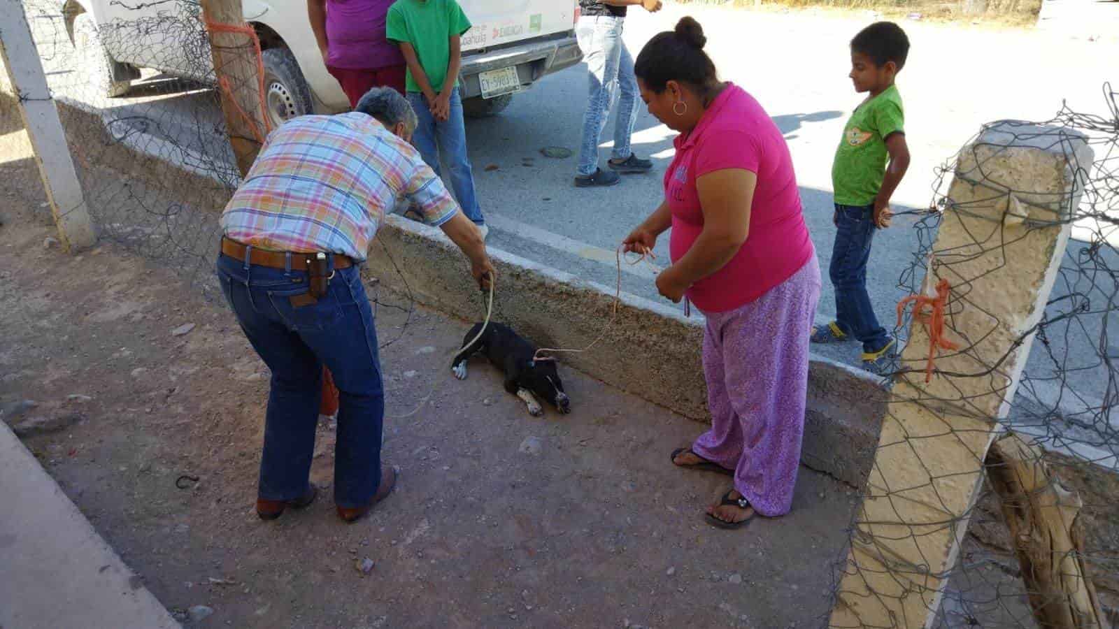 Vacunan a perros en zonas ejidales