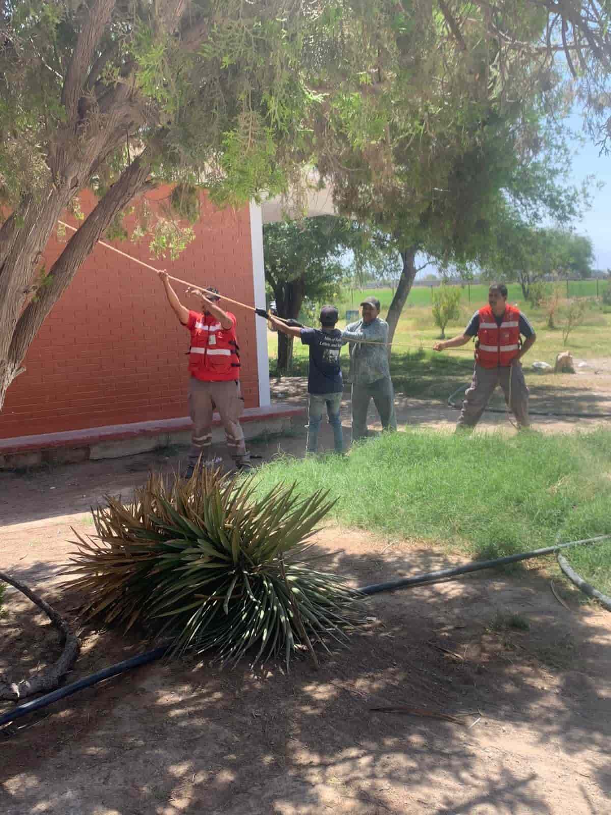 Remueven arboles en Cuatro Ciénegas