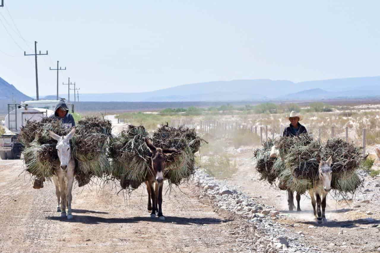 Respalda Beto A candelilleros