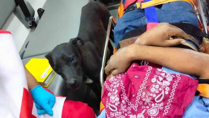Perrita no abandonó a su amo atropellado