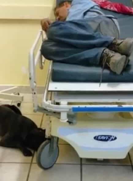 Perrita no abandonó a su amo atropellado