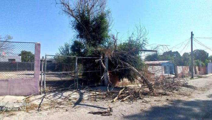 Retiran en SB Árboles caídos