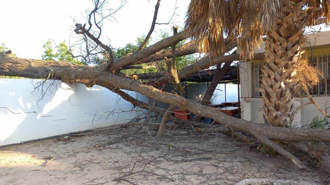 Retiran en SB Árboles caídos