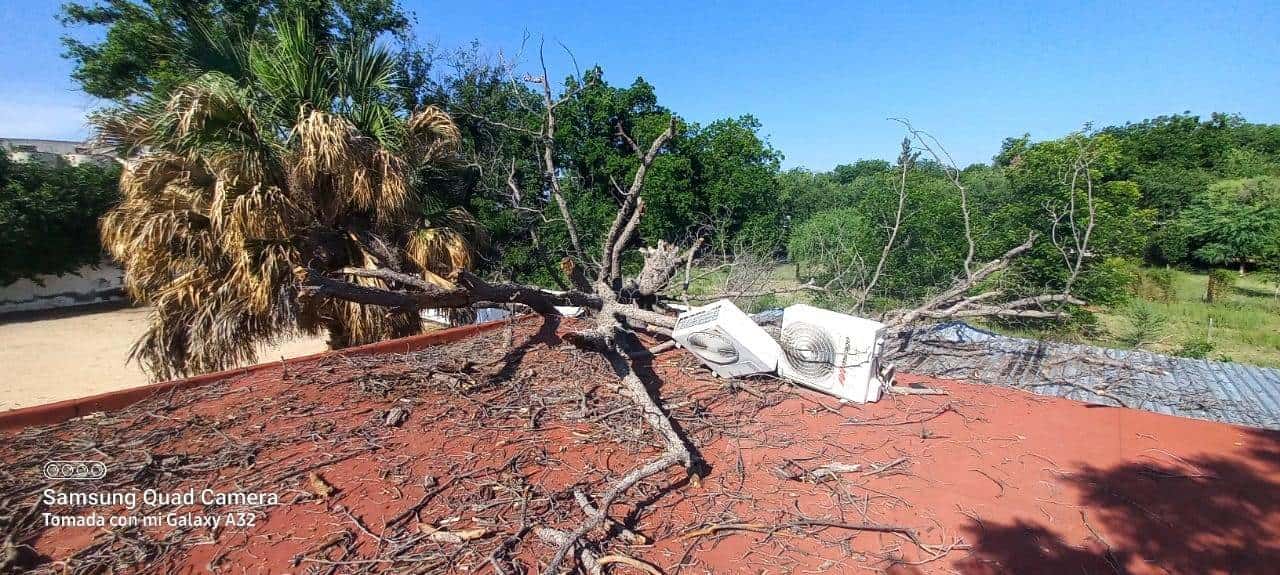 Retiran en SB Árboles caídos