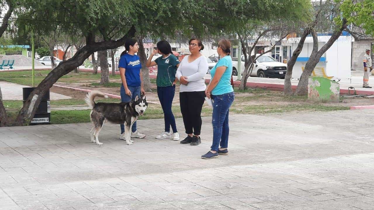 Arranca Centro de Protección Animal