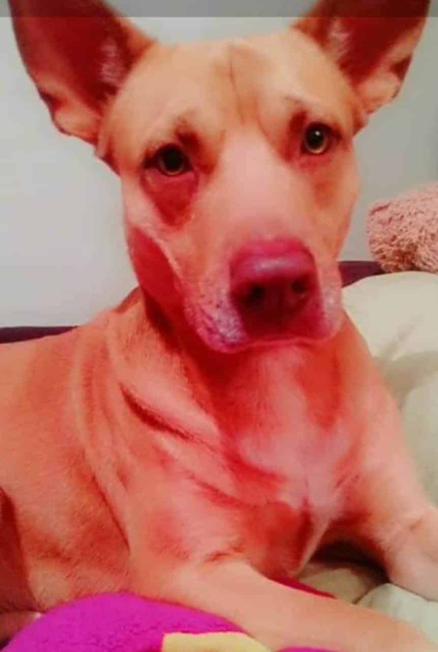 Ora niño por sus Perritos perdidos