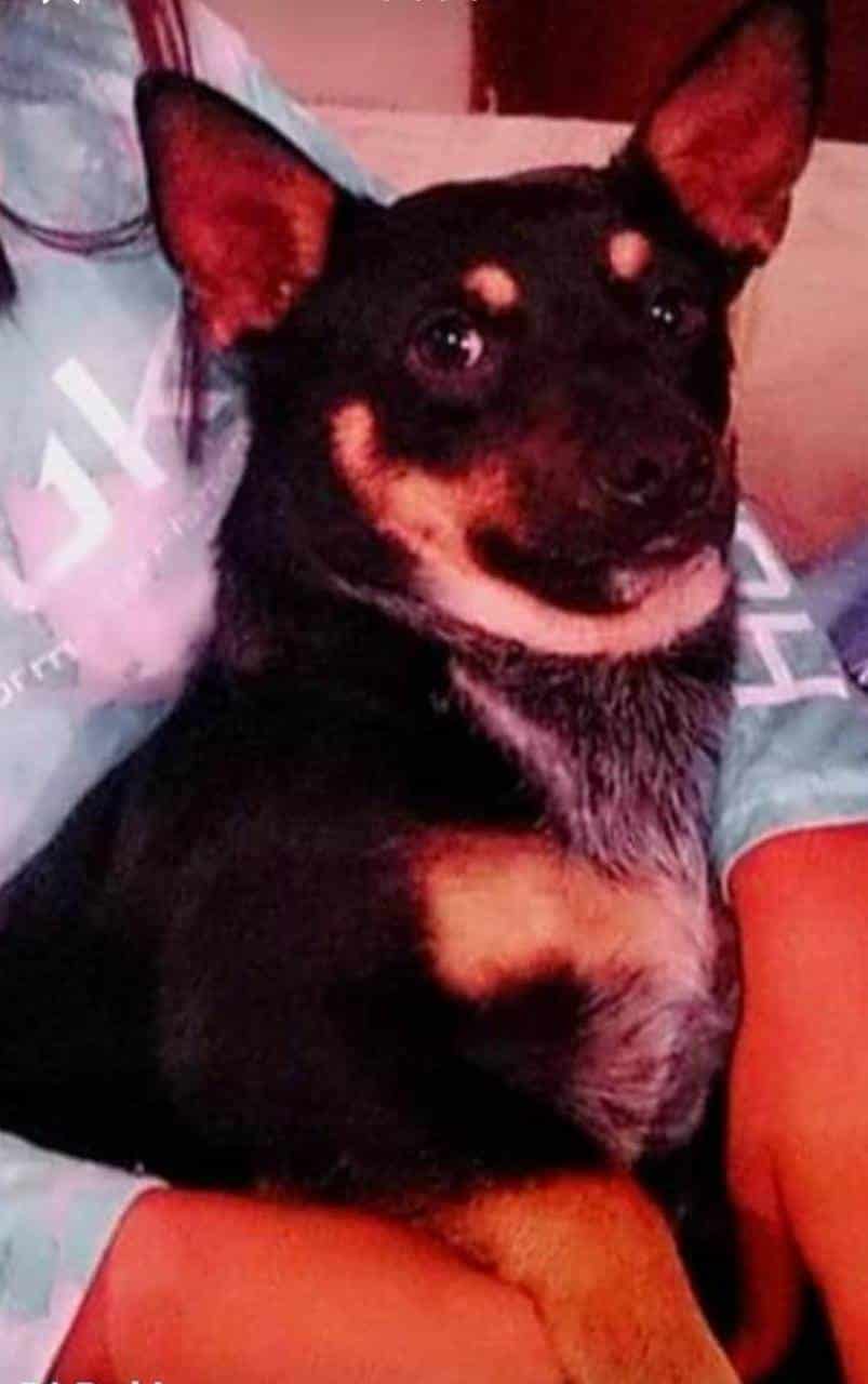 Ora niño por sus Perritos perdidos